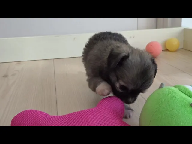 動画