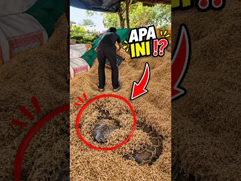 Kerjaan Sepele Ini Ternyata Bikin Ngeri π± #faktaunik #shortvideo