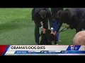 Obama s dog dies