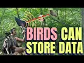 Download Lagu I Saved a PNG Image To A Bird