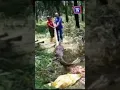 Download Lagu sawa kekeyangan telan lembu                 credit:@hmetromy