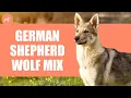German Shepherd Wolf Mix This Dog Breed is Not For Beginners