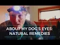 About My Dog s Eyes Effective Natural Remedies