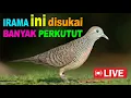 Lagu Perkutut Lokal Gacor alam liar iramanya BIKIN CEPAT NYAUT