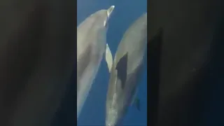 🐬 in the Azores High