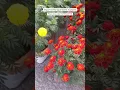 Download Lagu Imported Marigold Flower Seed Online Sale 🔥 #marigold #plants #flowers #gardening #seeds