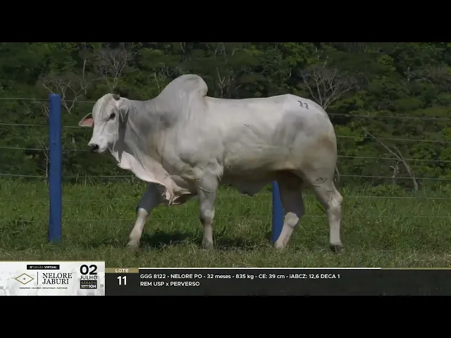 Reprodutor Nelore GGG-8122 VILMONTE DA JABURI