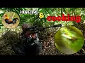 Download Lagu BERBURU DAN MEMASAK AYAM HUTAN ❗