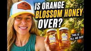 This Could Bee the End for Orange Blossom Honey