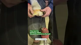 Farrier Drains Horse s Painful Hoof Abscess Part 1