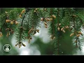 Download Lagu Regenachtige bosgeluiden om te slapen en studeren 🌧️ 3 uur witte ruis zachte regen