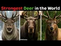 10 Most Powerful Deer Species
