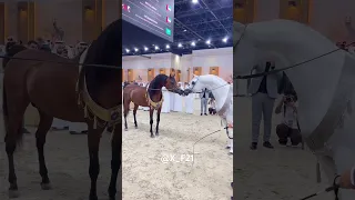 البطل الذهبي في بطولة دبي       الرشيم الخيل  الخيل العربية الأصيلة  حصان  السعودية خيول عربية اصيلة دندنها
