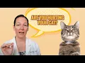 Are Flea Collars Dangerous for Cats A Vet Explains