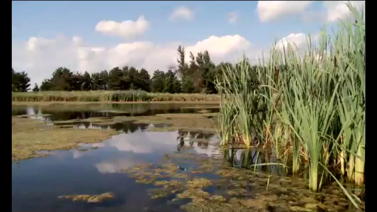 Nabbing Nitrates Before Water Leaves the Farm: Working Wetlands
