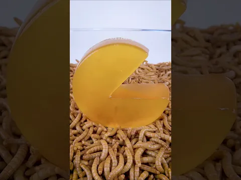 Mealworms Vs. Pacman Candy 😀