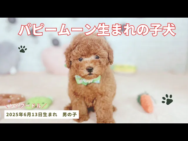 動画