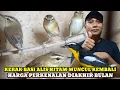 SINCAN!!!HARGA BURUNG DIAKHIR BULAN DIKIOS MANTO PASAR BURUNG PRAMUKA TERBARU HARI INI