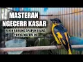 Download Lagu ISTIMEWA! MASTERAN TEMBAKAN RAPAT KASAR MANTENAN GUNUNG GACOR UNTK MURAI BATU CENDET CUCAK IJO SOGON