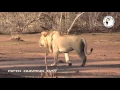 Lagu ZAMBIA - KANTANTA HUNTING SAFARIS - LEOPARD \u0026 LION HUNT - BIG GAME HUNTING - STEP THREE - LUANGWA VA