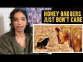 Why Honey Badgers Don t Fear God or Lions Casual Geographic Reaction