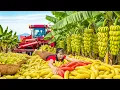 Download Lagu TIMELAPSE -- 700 Days Harvesting Unique Red Bananas, Forest Fruit, Watermelons... Go to Market Sell
