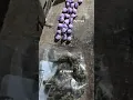 Descubren narcotunel en Tijuana que conecta con California