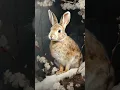 Nothing screams Dark Academia aesthetic more than this cute white rabbit in a snowy winter forest