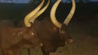 katookye omushana gwa rwanda