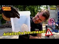 Download Lagu Aziatische hoornaars nest gevonden! #1514