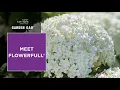 Meet FlowerFull Smooth Hydrangea