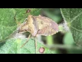 Stink Bugs in Soybeans - Kelley Tilmon