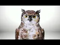America s Best Eyecare Eyewear - TV Commercial 2 Pairs for 79 95 with Free Exam
