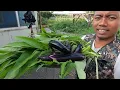 Download Lagu PANEN HASIL TANI DI KEBUN KECILKU GAES,,