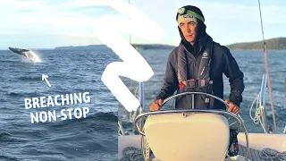 We SAIL with WHALES, move aboard full time + SET SAIL on our adventure | Week 11 Aboard Phoenix