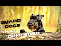9 best guard dogs that do not shed