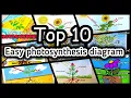 Photosynthesis process of plants diagram drawing l Photosynthesis labeled diagram drawing