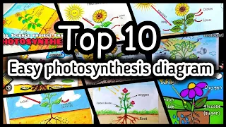 Photosynthesis process of plants diagram drawing l Photosynthesis labeled diagram drawing