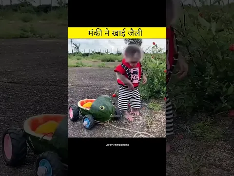 Intelligent monkey | Animals video in hindi #shorts