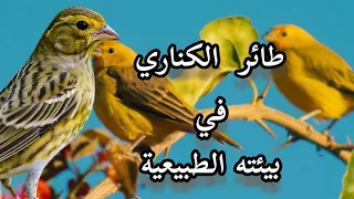 حياة البرية طائر الكناري سلوك وتكيف 