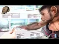 Monkeys Petsmart Adventure NEW FRIENDS