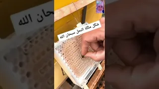 شكل ملكة النحل سبحان الله الخالق  شكل ملكة النحل سبحان الله الخالق