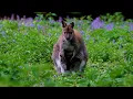 kangaroo food l kangaroo habit l kangaroo documentary l kangaroo pets l kangaroo helpful information