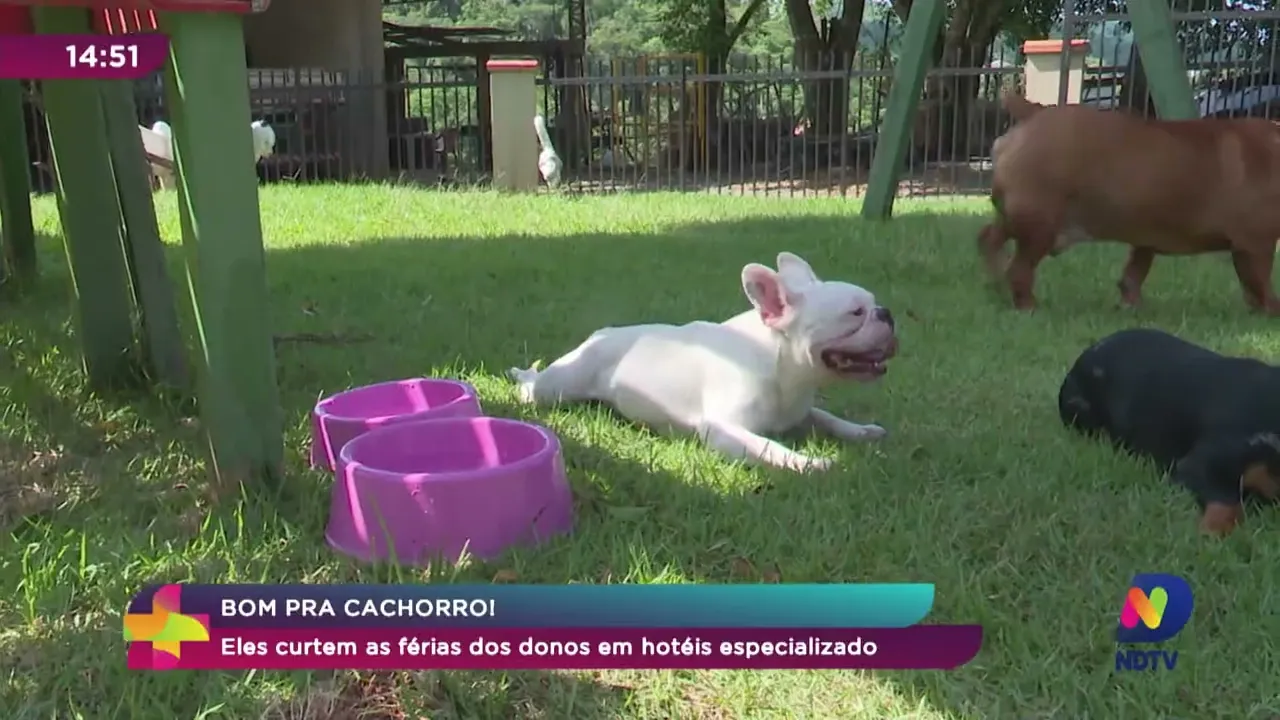 Pet News: cachorros curtem as férias dos donos em hotéis especializados para pets