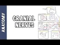 Download Lagu Anatomy - Cranial Nerves Overview