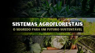 O que são OS SISTEMAS AGROFLORESTAIS e por que são FUNDAMENTAIS para o FUTURO do BRASIL