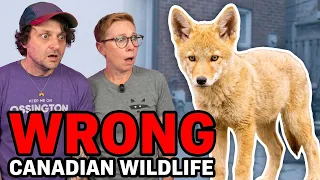 Americans Are Wrong About Canadian Wildlife A Coyote Slept In Our Neighbour s Bed