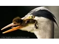 Amazing bird hunting animal skills with a heron that can hunt and eat ducklings