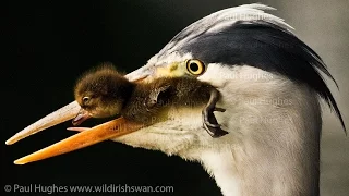 Amazing bird hunting animal skills with a heron that can hunt and eat ducklings