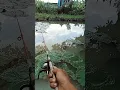 Download Lagu wahai ikan kampret 🤣🤣#mancing #ikan #maklampir #shorts